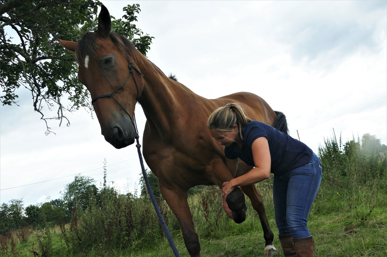 Ostéopathe soignant un cheval